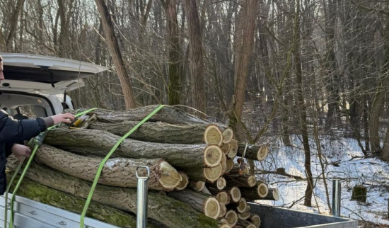 Robinie aus Trossin Foto: Tom Sens