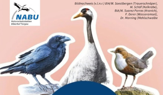 Abstimmung zum Vogel des Jahres Foto: Nabu