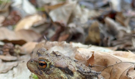 Erdkröte Foto: Tom Sens