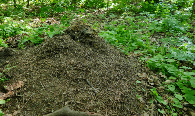 Bis zu zwei Meter hoch kann sich ein Hügel der Roten Waldameisen erheben, aufgeschichtet aus Pflanzenabfällen aus der Umgebung. – Foto: Jan Gregorczyk