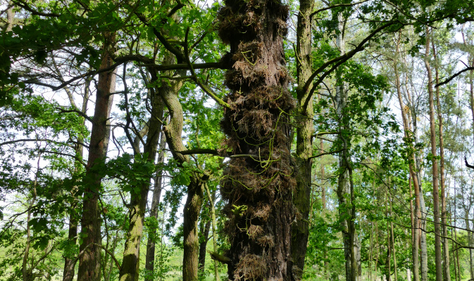 Entdeckung am Wegesrand: Die eher selten in Deutschland angebaute nordamerkanische Pech-Kiefer (Pinus rigida). Eine Besonderheit der Art ist, dass sie am Stamm büschelige Adventivknospen ausbildet. – Foto: Jan Gregorczyk