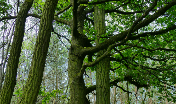 Baumgemeinschaft: Die Robine (Robinia pseudoacacia) wird von einer Stiel-Eiche (Quercus robur) gestützt. – Foto: Jan Gregorczyk