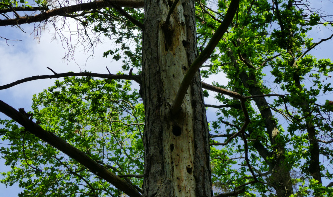Stehendes Totholz, wie die hier von Spechten durchlöcherte Waldkiefer, stellt wertvollen Lebensraum für zahlreiche holzbewohnende Arten zur Verfügung. – Foto: Jan Gregorczyk
