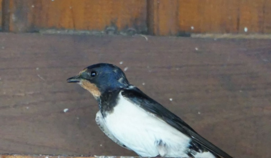 Eine der vielen Rauchschwalben die sich auf dem Hof von Sven Grube tummeln. Foto: Katja Barth