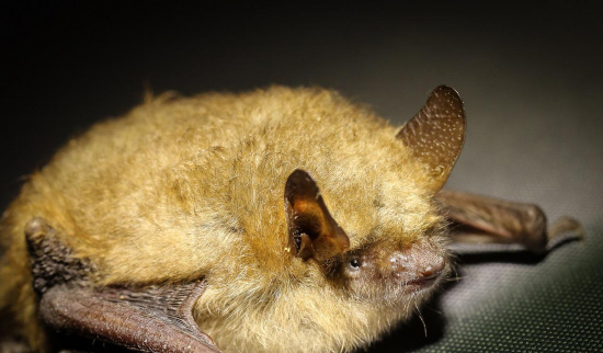 Erfahrt mehr über diese spannenden Tiere, kommt zur Exkursion und helft mit, sie zu schützen. Sie sind sehr wichtig! Foto: pixabay