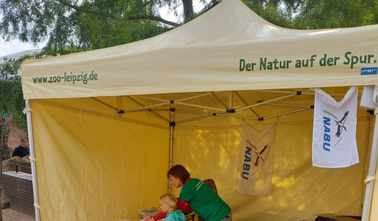 Vor kurzem fand ein spannender Ausflug in den Zoo Leipzig statt. Im Mittelpunkt standen diesmal die Themen Biber und Feldhamster. Dabei erfuhren die Kinder viel über die Lebensweise dieser Tiere und konnten entdecken, wie besonders gut sie an ihre Umwelt angepasst sind.
Ein Schwerpunkt des Besuchs lag auf den Feldhamstern. Der Zoo Leipzig setzt sich aktiv für deren Schutz ein, da sie in freier Wildbahn selten geworden sind. Die Kinder lernten, welche Maßnahmen ergriffen werden, um den Lebensraum der Tiere zu erhalten und ihre Population zu stärken.
Natürlich durfte auch der Blick auf die Biber nicht fehlen. Mit großem Interesse schauten sich die Kinder die Gehege an und hörten gespannt zu, wie Biber bauen, leben und ihre Umgebung gestalten.
Der Ausflug in den Zoo Leipzig war nicht nur lehrreich, sondern auch ein echtes Abenteuer, das die Kinder für die Bedeutung von Natur- und Artenschutz sensibilisierte. Foto: Katja Barth