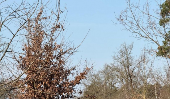 Aufbau des Krötenzauns bei Prudel Döhlen Foto: Tom Sens